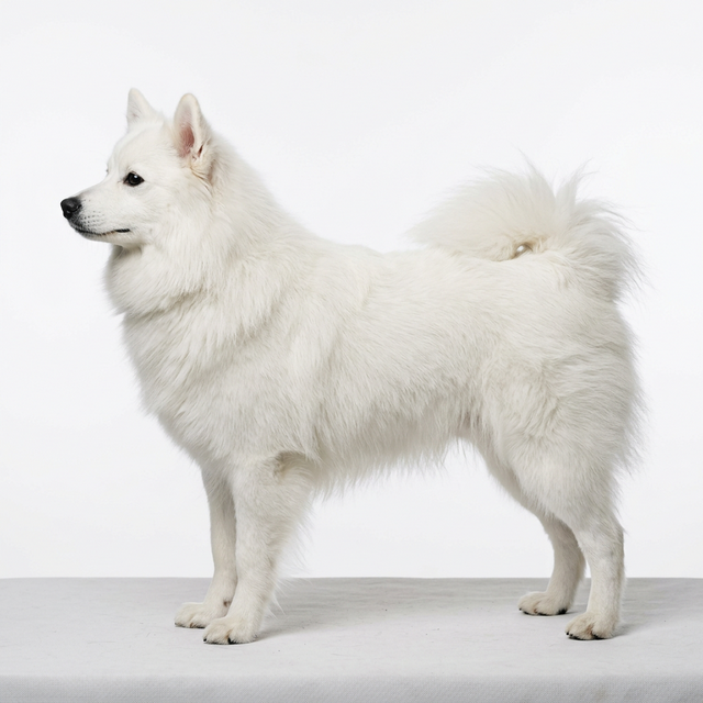 美國愛斯基摩犬 白色