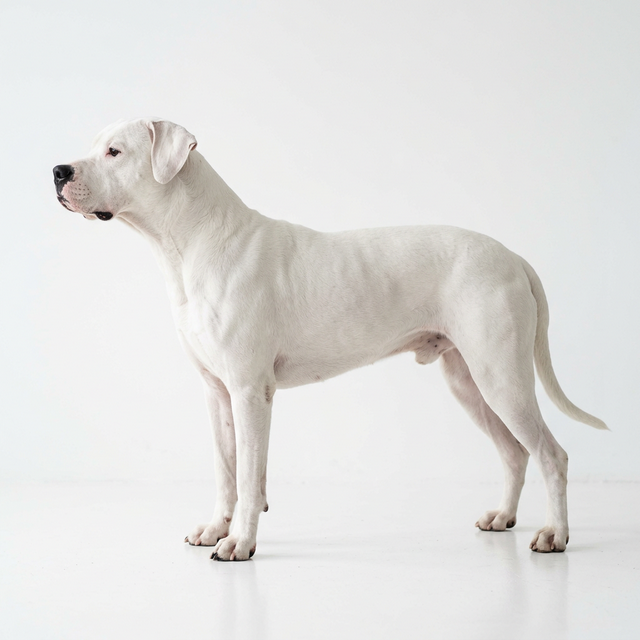 阿根廷杜告犬 白色